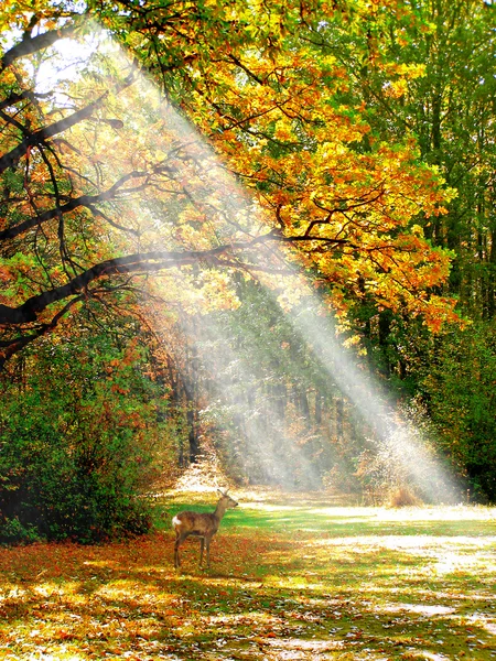 Rayons de soleil d'automne entre les branches des arbres — Photo