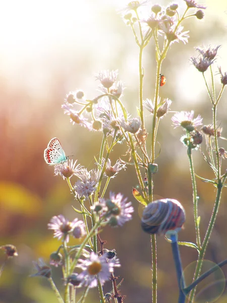 Świeże małe, białe kwiaty na słońcu rano — Zdjęcie stockowe