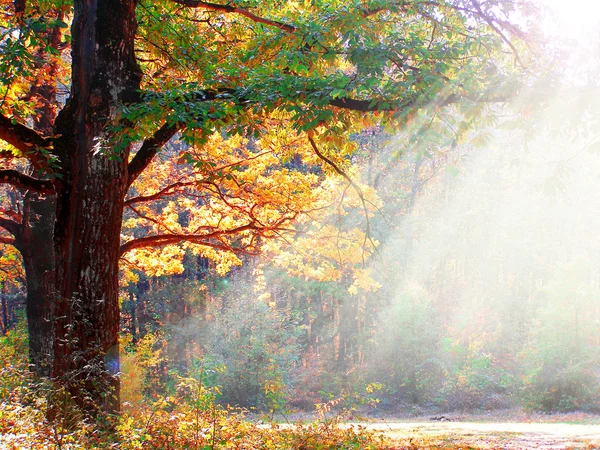 Rayos de sol otoñales entre las ramas de los árboles — Foto de Stock