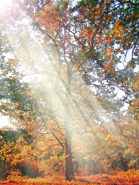 Raggi di sole autunnali tra i rami degli alberi — Foto Stock