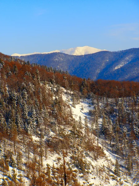 Paisaje invernal en el bosque — Foto de Stock