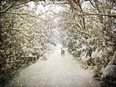 yaşlanma kış fotoğrafçılık kartpostal