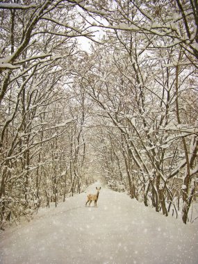 yaşlanma kış fotoğrafçılık kartpostal