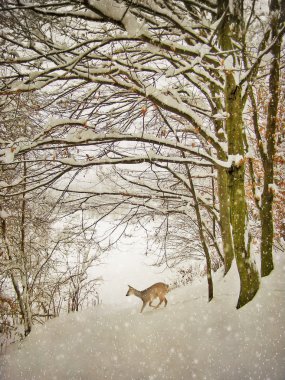 yaşlanma kış fotoğrafçılık kartpostal