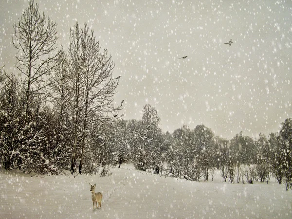 Veroudering winter fotografie briefkaart — Stockfoto