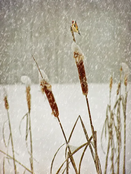 Envelhecimento inverno fotografia cartão postal — Fotografia de Stock