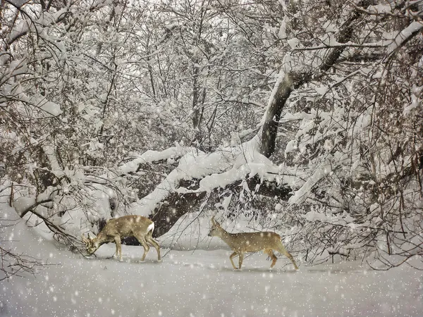 Alternde Winter-Fotopostkarte — Stockfoto