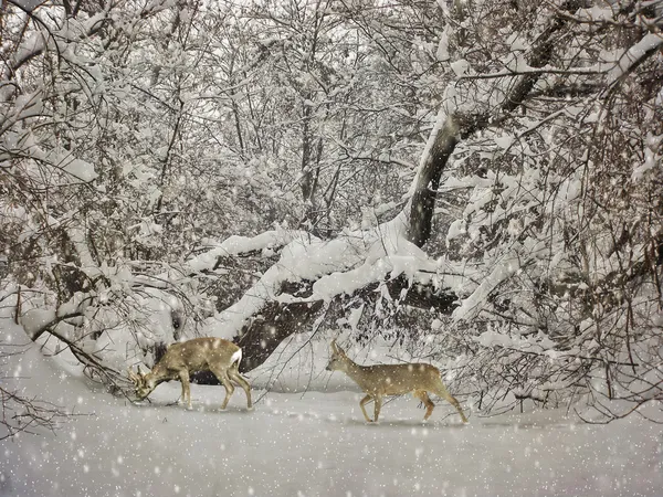 Vieillissement carte postale de photographie d'hiver — Photo