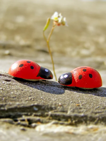 Ladybugs on the ground — Stock Photo, Image