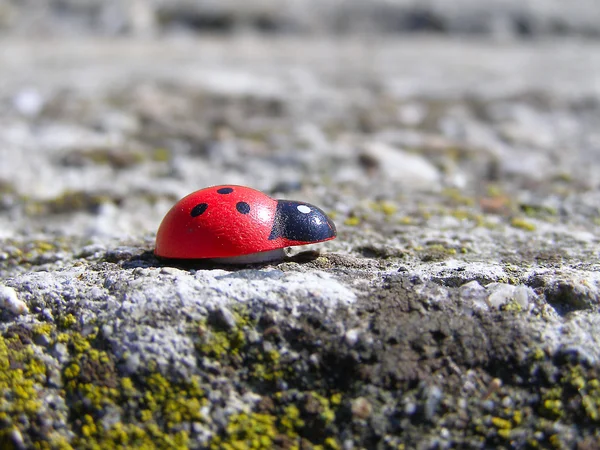 Coccinella a terra — Foto Stock