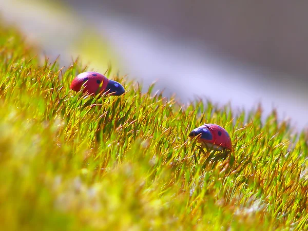 Ladybug on the grass — Stock Photo, Image