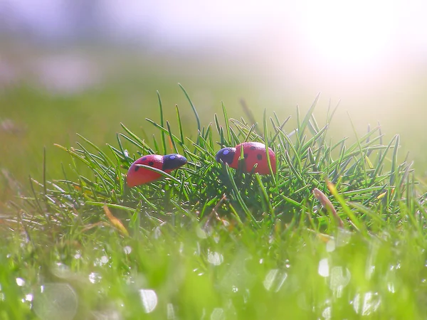 Lieveheersbeestje op het gras — Stockfoto