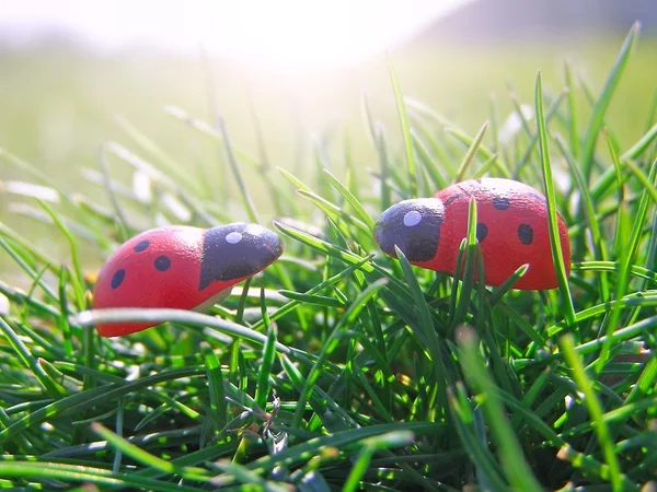 Coccinelle sur l'herbe — Photo