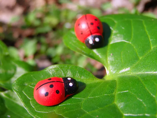 Zwei Marienkäfer auf dem grünen Blatt — Stockfoto