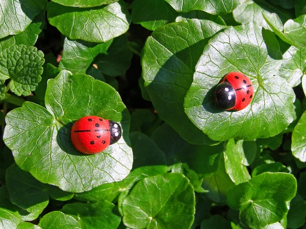 Coccinelle sulle foglie verdi — Foto Stock