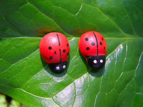 Coccinella sull'erba — Foto Stock