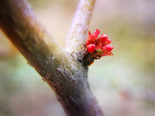 Spring wood stick and bud — Stok fotoğraf