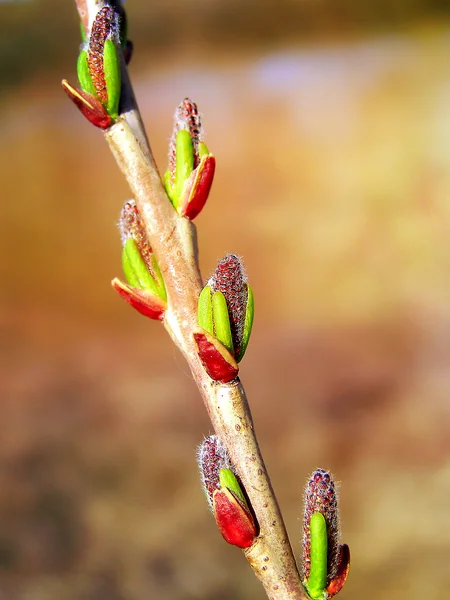 Spring wood stick and bud — Stockfoto