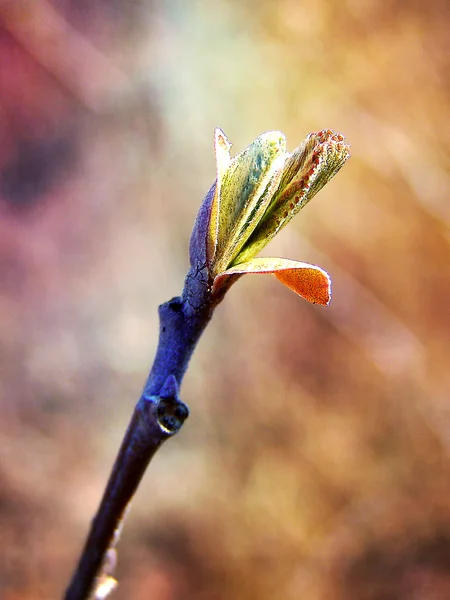 Spring wood stick and bud — Stock Photo, Image