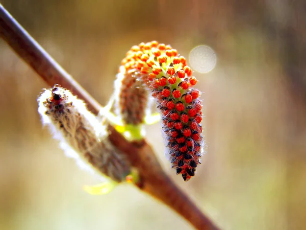 Palo de madera de primavera y brote gatos — Foto de Stock