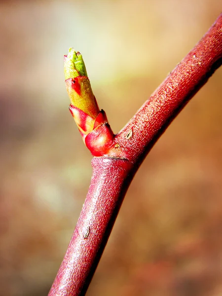 Våren trä pinne och bud — Stockfoto