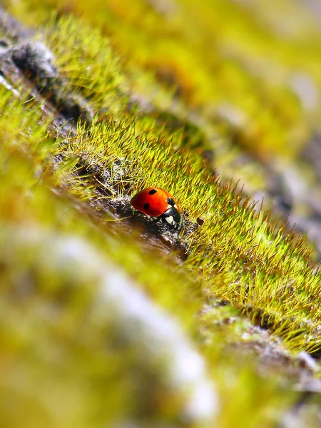 Joaninha vermelha na grama verde — Fotografia de Stock