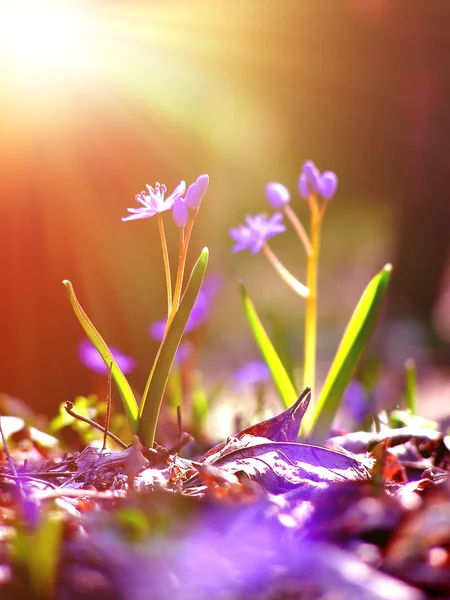 Brotes de flores de primavera bajo la luz del sol —  Fotos de Stock