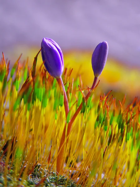 Close-up gras en voorjaar bloem — Stockfoto