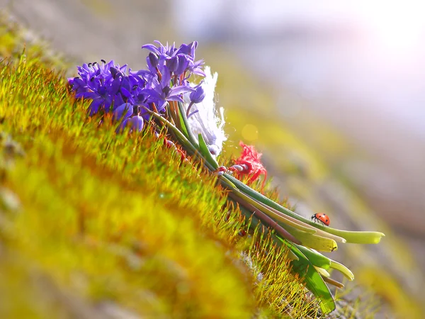 Purple bouquet of wild spring flowers — Stock Photo, Image