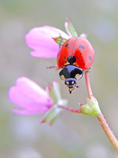 A joaninha em uma flor — Fotografia de Stock