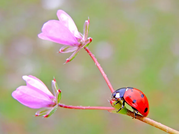 Het lieveheersbeestje op een bloem — Stockfoto