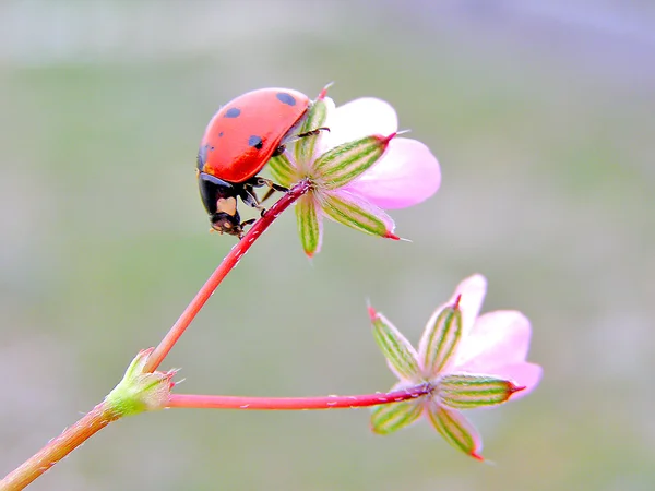 Het lieveheersbeestje op een bloem — Stockfoto