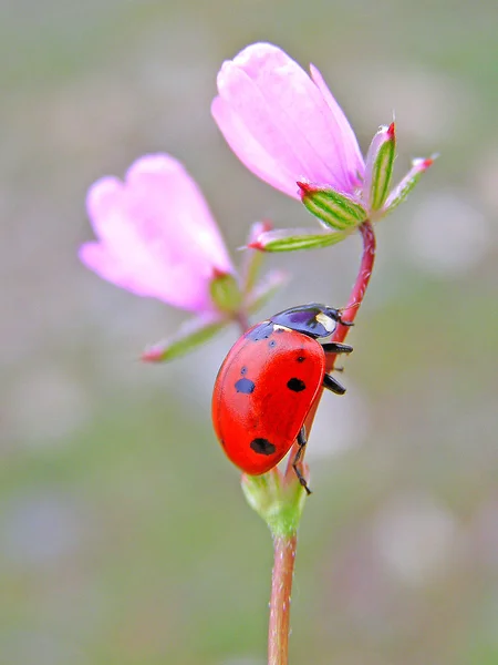 Uğur böceği bir çiçek üzerinde — Stok fotoğraf