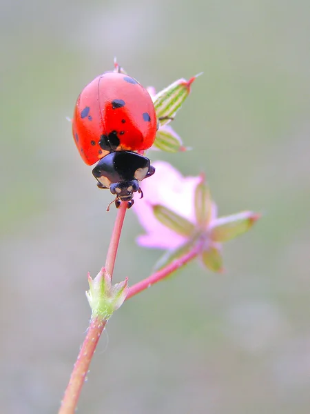 Uğur böceği bir çiçek üzerinde — Stok fotoğraf