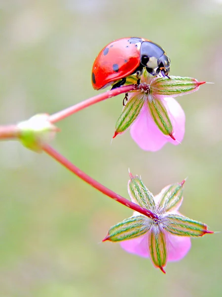 The ladybug on a flower — Stock Photo, Image