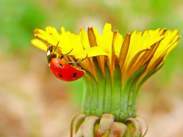 Het lieveheersbeestje op een bloem — Stockfoto