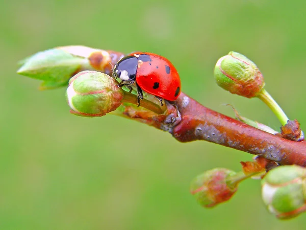 Der Marienkäfer auf dem Ast des Baumes — Stockfoto