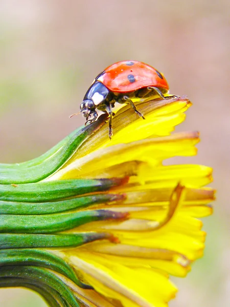 Der Marienkäfer auf einer Blume — Stockfoto