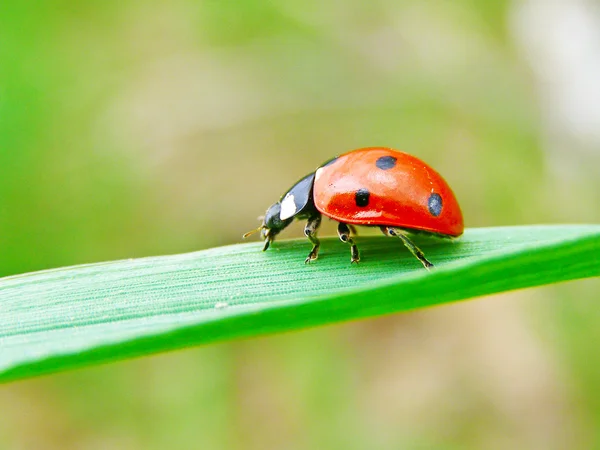 Der Marienkäfer auf einem grünen Blatt — Stockfoto