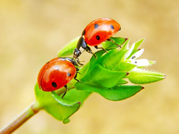 Der Marienkäfer auf einer Blume — Stockfoto