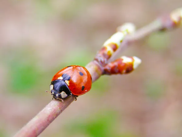 La mariquita en la rama del árbol — Foto de Stock