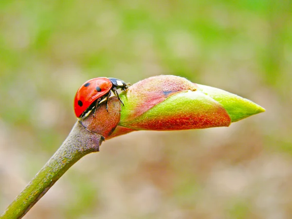 Der Marienkäfer auf dem Ast des Baumes — Stockfoto