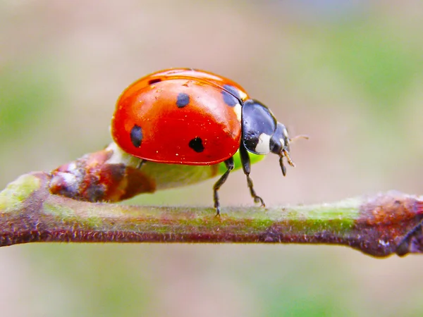 The ladybug on the branch of tree — Stock Photo, Image