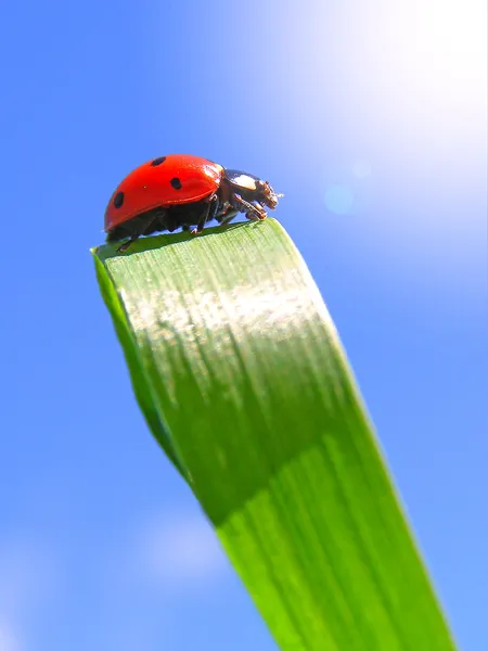 La coccinelle sur une feuille verte — Photo