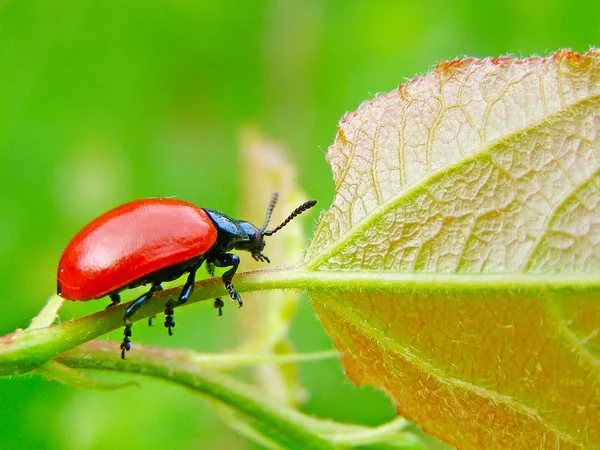 Bir yaprak üzerinde kırmızı beetle — Stok fotoğraf