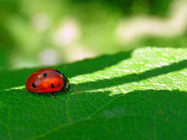 The ladybug on a green leaf — Stock Photo, Image