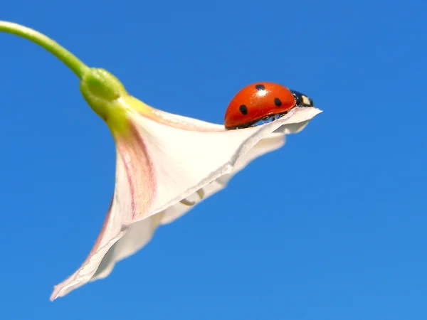A joaninha em uma flor — Fotografia de Stock