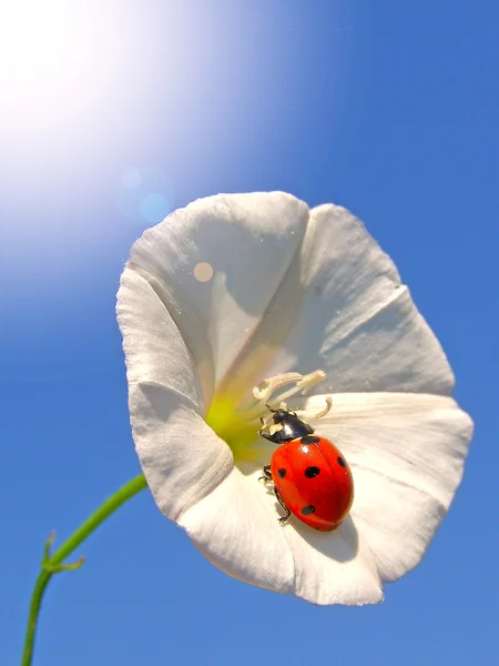 Uğur böceği bir çiçek üzerinde — Stok fotoğraf
