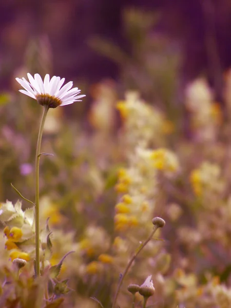 데이지와 야생 여름 꽃 필드 — 스톡 사진