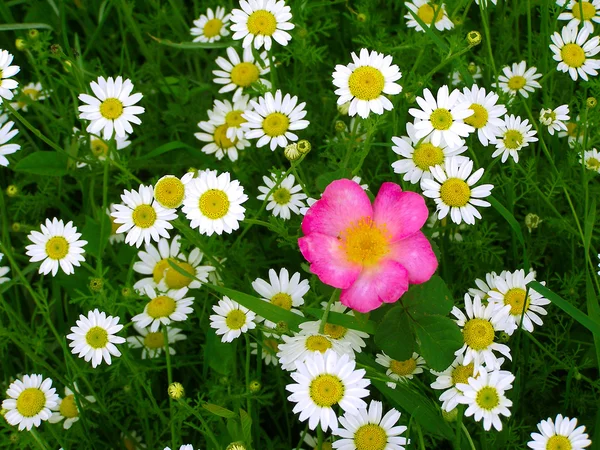 Margarita y flores silvestres de verano en el campo —  Fotos de Stock